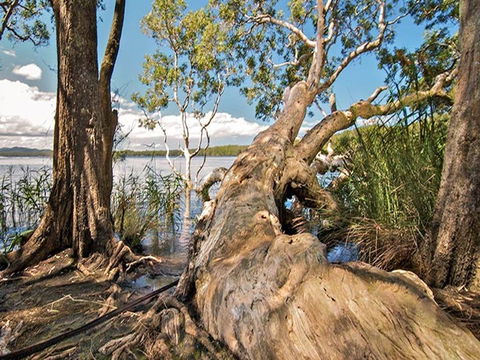 Dees Corner Campground - Gold Coast 4U 2