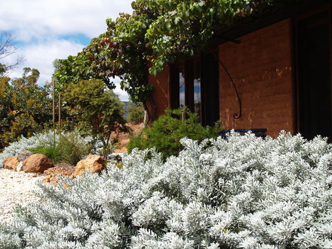 Kangaroos In The Top Paddock - Accommodation Gold Coast 0