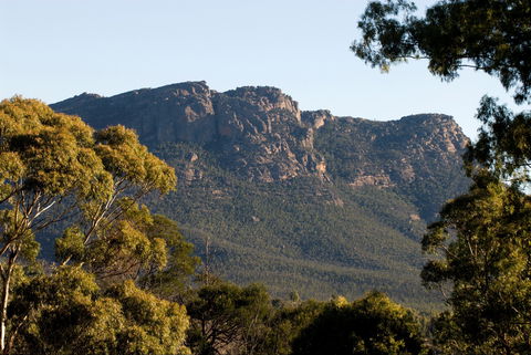 Kangaroos In The Top Paddock - Accommodation Gold Coast 2