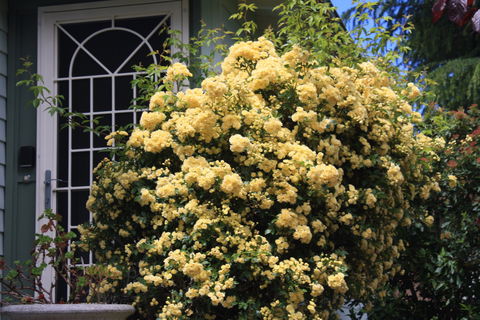 Katoomba Green Gables - Accommodation Gold Coast 2