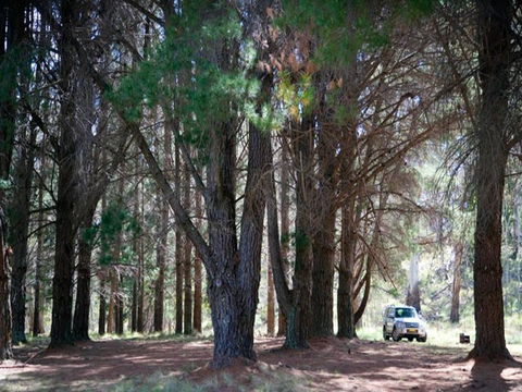The Pines Campground - Accommodation Gold Coast 1