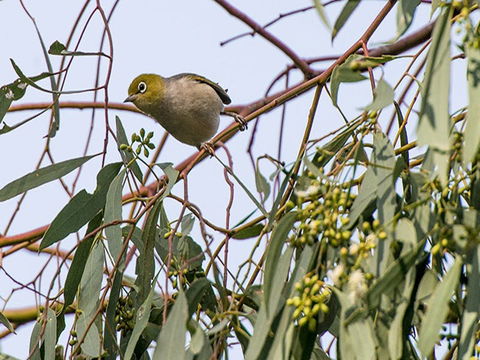 Willandra Group Campground - 1 Gold Coast 1