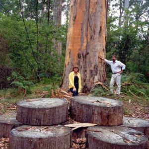 Northcliffe Bibbulmun Break Motel - Accommodation Gold Coast 4