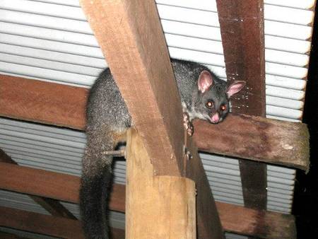 Pemberton  Forrest Cottages  - Accommodation Gold Coast 0