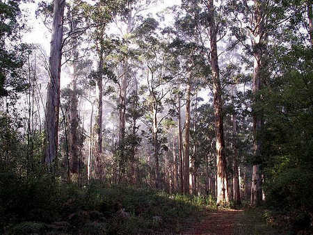 Pemberton  Forrest Cottages  - Accommodation Gold Coast 1