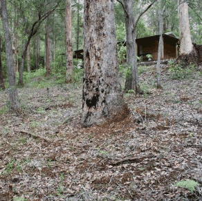 Pemberton  Forrest Cottages  - Accommodation Gold Coast 2