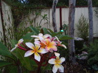 Equal Balance Bed And Breakfast - Accommodation Gold Coast 2