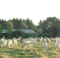 Glenhope Alpacas Self Contained Bb/farmstay - Accommodation Gold Coast