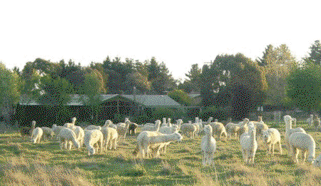 Glenhope Alpacas Self Contained B&b/farmstay - Accommodation Gold Coast 0