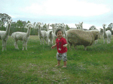 Glenhope Alpacas Self Contained B&b/farmstay - Accommodation Gold Coast 5