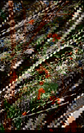 Misty Valley Country Cottages - Accommodation Gold Coast 5