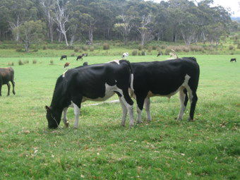 Meerup Springs Farmstay - Accommodation Gold Coast 1
