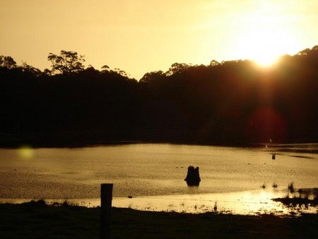 Diamond Tree Farm Stay - Accommodation Gold Coast 4