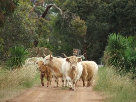 Maleeyas Thai Cafe And Studio Hillside Bamboo Nursery - Accommodation Gold Coast 4