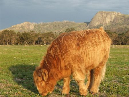 Maleeyas Thai Cafe And Studio Hillside Bamboo Nursery - Accommodation Gold Coast 5