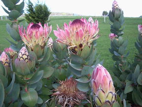 Stargazers - Accommodation Gold Coast 3