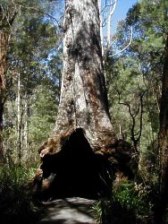 Coalmine Beach Holiday Park - Accommodation Gold Coast 4