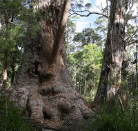 Valley of the Giants Cottage - Accommodation Gold Coast