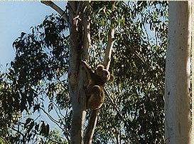 Bush Haven - Accommodation Gold Coast 1