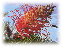 Mimosa Hill Wildflower Farm Cottages - Accommodation Gold Coast 1