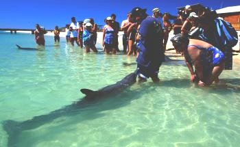 Shark Bay Caravan Park - Gold Coast 4U 1