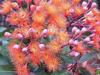 Nutkin Lodge - Accommodation Gold Coast 5