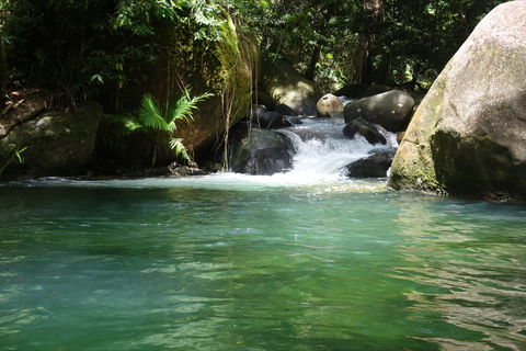 Daintree Secrets Rainforest Sanctuary - Accommodation Gold Coast 0