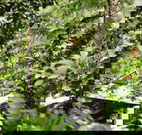 Daintree Ecolodge - Gold Coast 4U