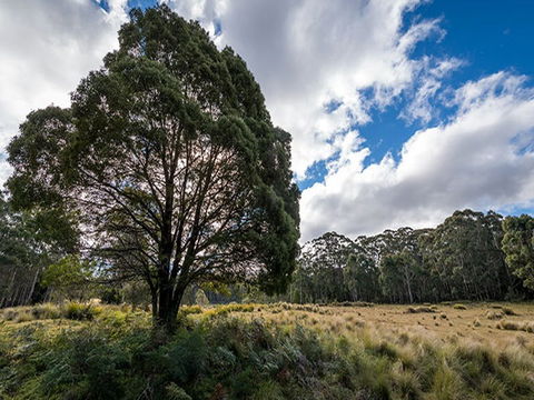 Nunnock Campground - Accommodation Gold Coast 0