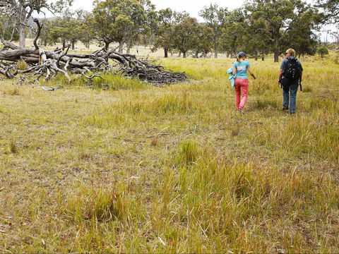 Sundown National Park Camping - Accommodation Gold Coast 2
