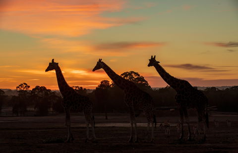 Zoofari Lodge, Taronga Western Plains Zoo Dubbo - Accommodation Gold Coast 1