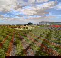 1837 Barossa Luxury Vineyard Cottages - Gold Coast 4U