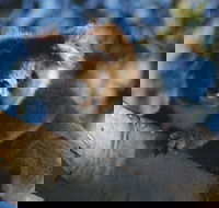 Bimbi Park Camping Under Koalas - Accommodation Gold Coast