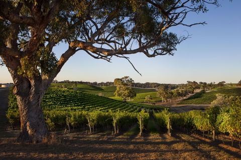 Longview Vineyard Accommodation - Gold Coast 4U 2