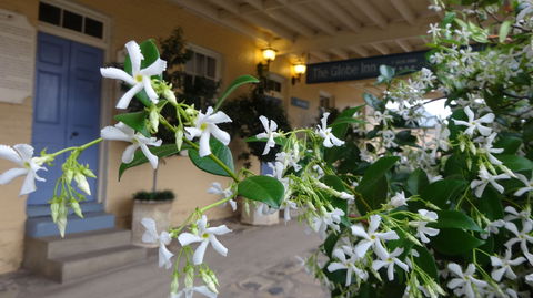 The Globe Inn - Accommodation Gold Coast 1