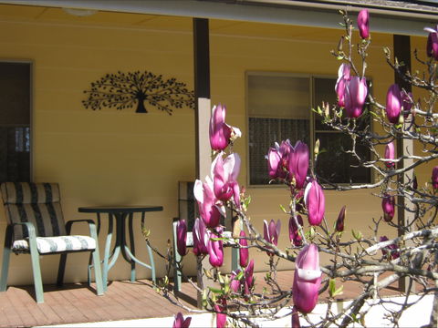 Figtree Cottage - Accommodation Gold Coast 1