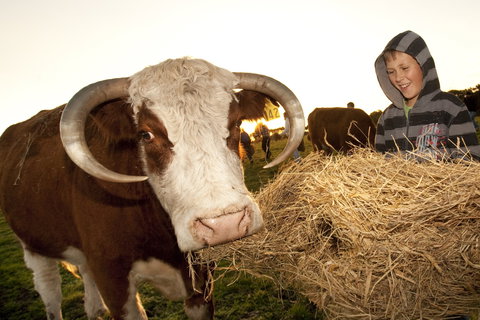 Kangaroobie - 1 Gold Coast 2