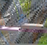 Kookaburra Dreaming - Accommodation Gold Coast