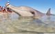 RAC Monkey Mia Dolphin Resort - thumb 2