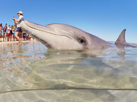 RAC Monkey Mia Dolphin Resort - Accommodation Gold Coast 2