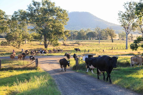 Tommerups Dairy Farmstay - Accommodation Gold Coast 0