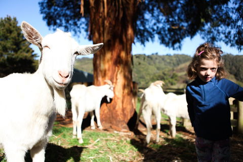 Valley View Nature Retreat - Accommodation Gold Coast 2