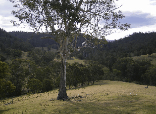 Yasuragi Cabins - Accommodation Gold Coast 1