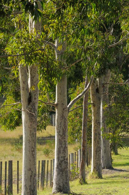 Stringybark Cottages - Accommodation Gold Coast 0