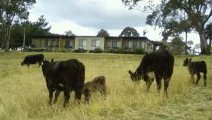 Bumblebrook Farm Motel - Accommodation Gold Coast 1