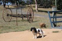 Bumblebrook Farm Motel - Accommodation Gold Coast 5