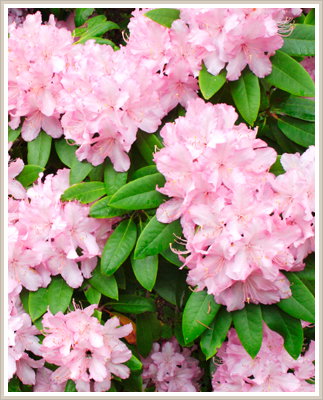 Cambridge Cottages - Accommodation Gold Coast 0