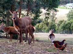 Carolins Organic Farm - Accommodation Gold Coast 4