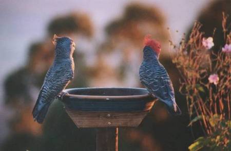 Lyrebird Cottages - Accommodation Gold Coast 2