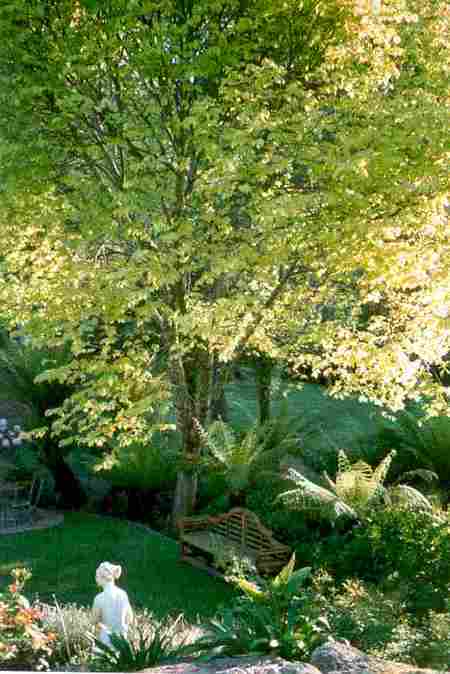 Mast Gully Gardens - Accommodation Gold Coast 4